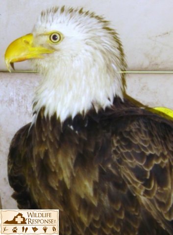 Bald Eagle2